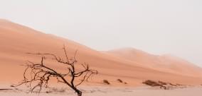 Desert life sound effects